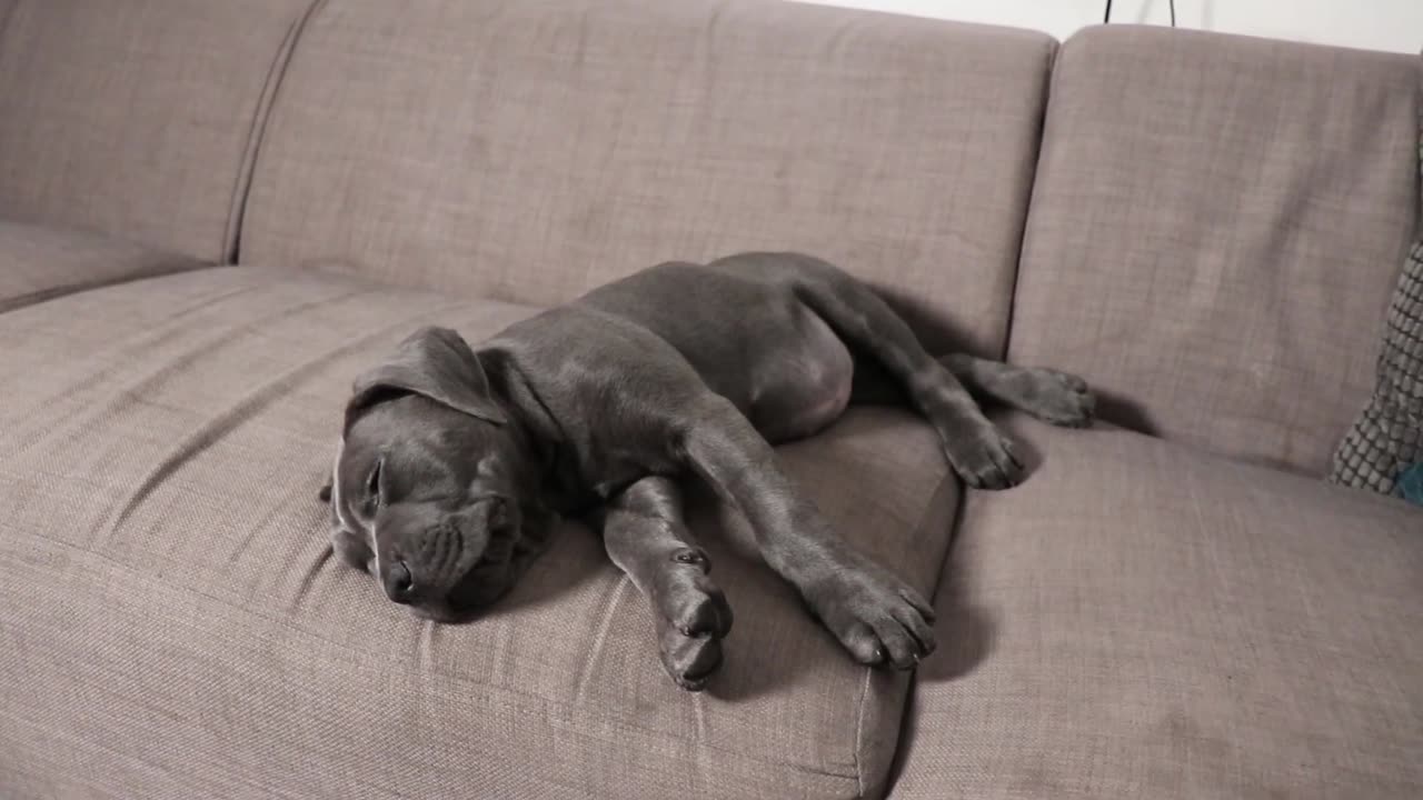 CANE CORSO PUPPY! First Day at Home With Our New Cane Corso Puppy!