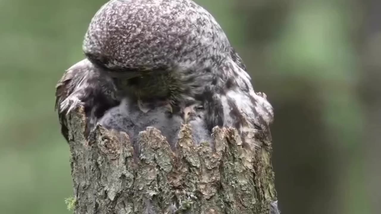 Owls in three with their beautiful baby