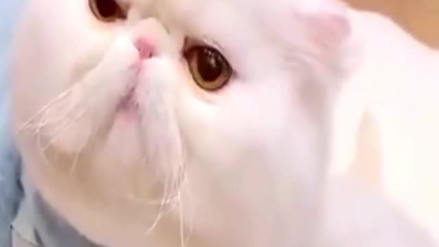 Cat Mother with children love /Animals lover /Kabeer5