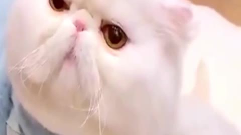 Cat Mother with children love /Animals lover /Kabeer5