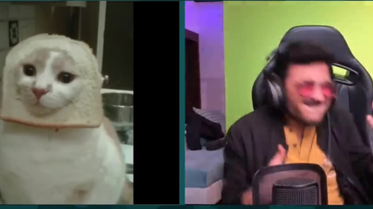 Cute cat dance with carry 🤣💢