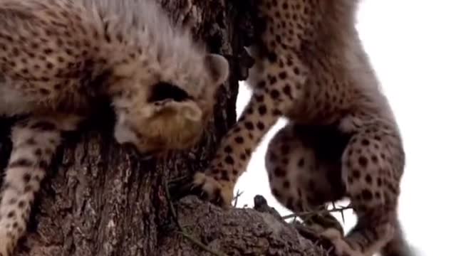 Two little leopards playing in the trees are still scared