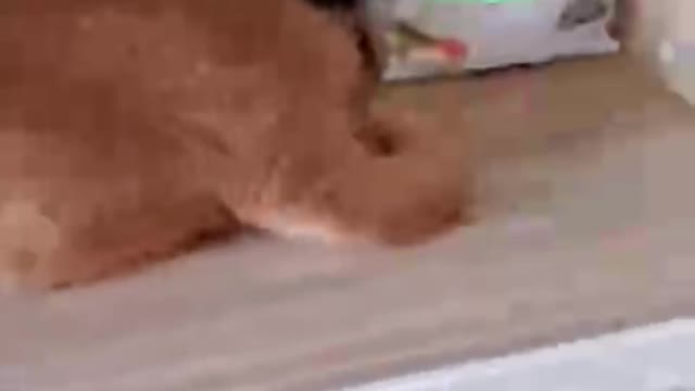 Cats are comfortable babies