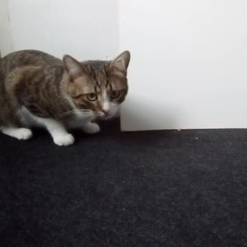 The Cutest Little Tabby Cat