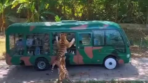 Tiger Want to Kiss a woman...!!