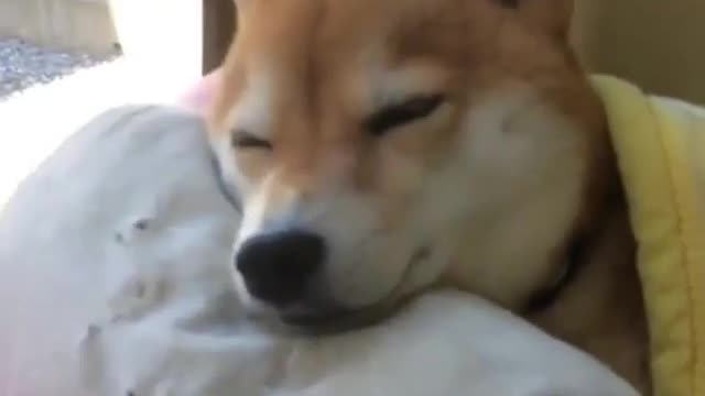 A dog who likes to sleep late