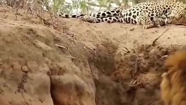 Leopard enjoys its naps being attacked by lion