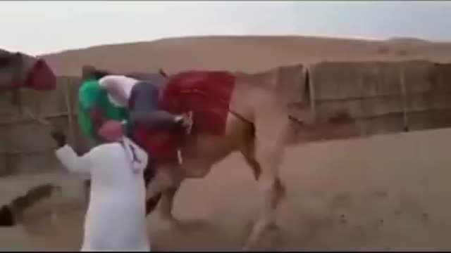 Camel ride fail