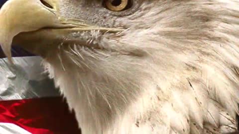 1899. MAGA 🇺🇲 Vance? (See Description link)