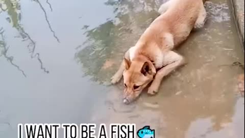 funny animals #shorts 04