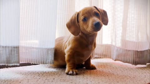 Cute dog reaction 😍😘 so lovely 🥰