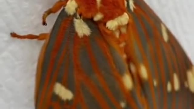 Royal Walnut Moth female