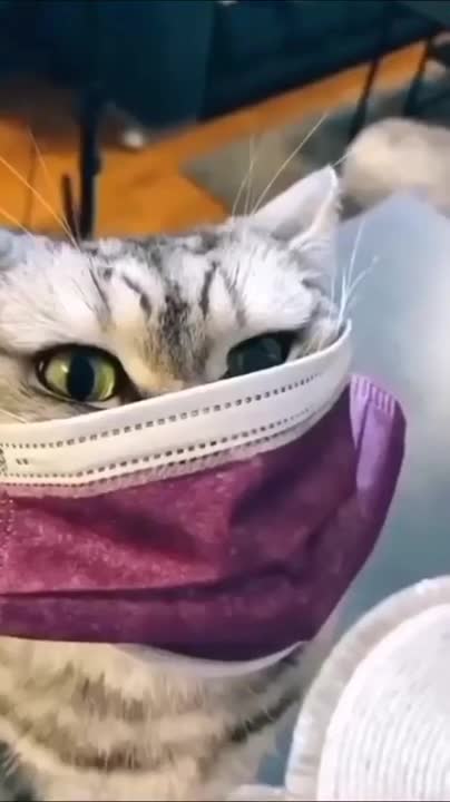 cat 🐱 vs girl #cat#girl#