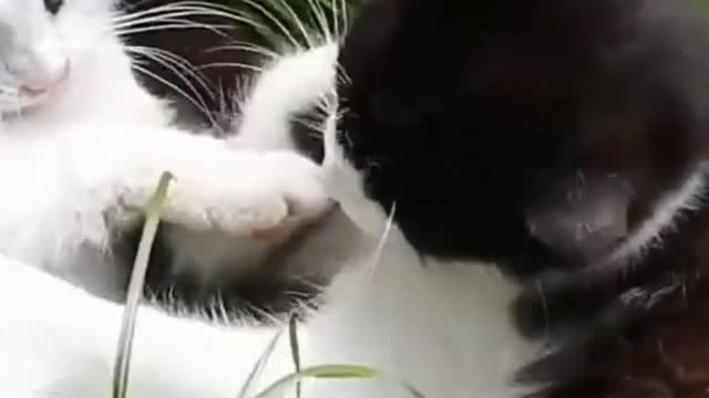 Tiny kitten drinking from bottle, So Cute