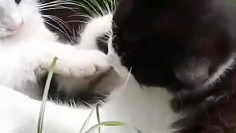 Tiny kitten drinking from bottle, So Cute