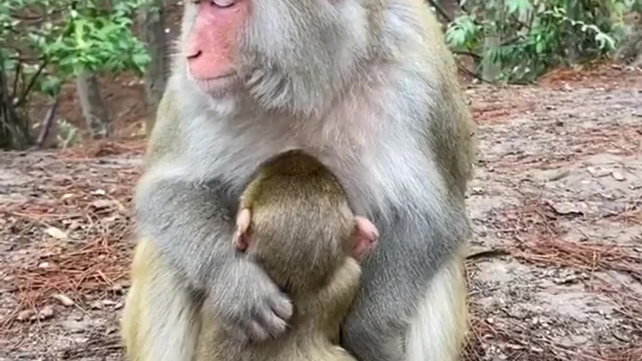 Cute and Funny Monkeys ����