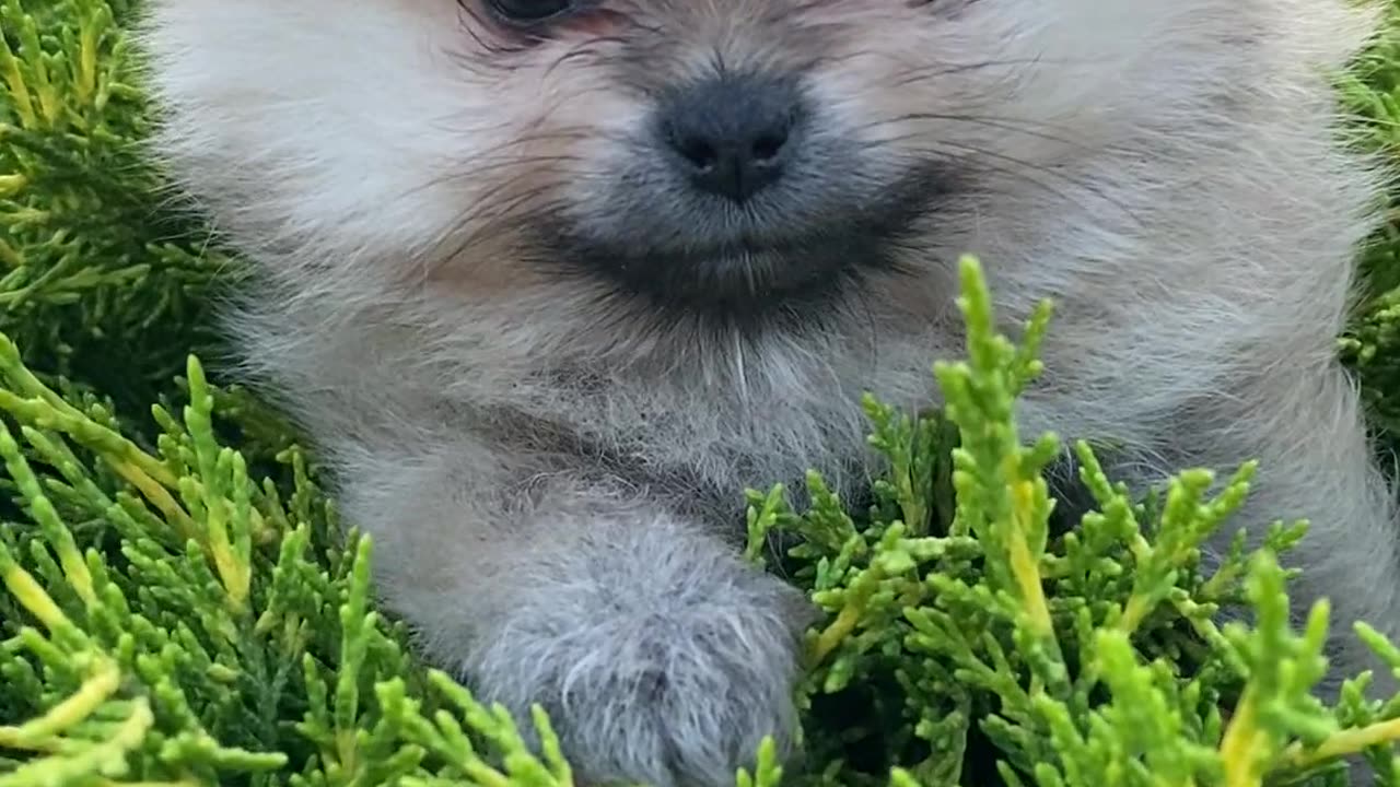 PUPPY IN THE GARDEN