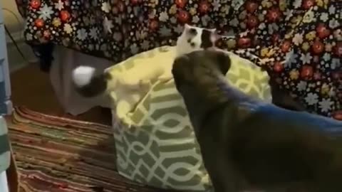 Funny Voice Over Videos