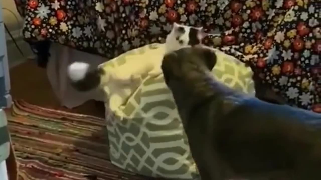 Funny Voice Over Videos