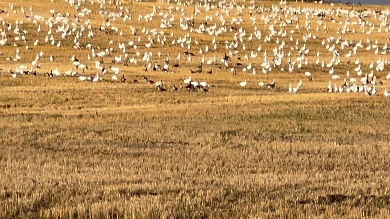 Large Swirling Gaggle Of Geese