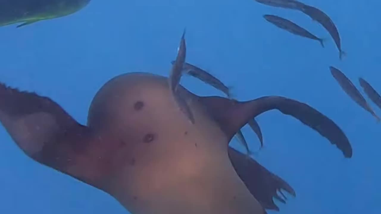 Wildlife