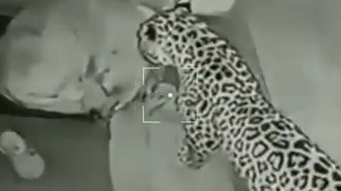 Shocking footage leopard attack on dog full video in description #viralvideo #shrots