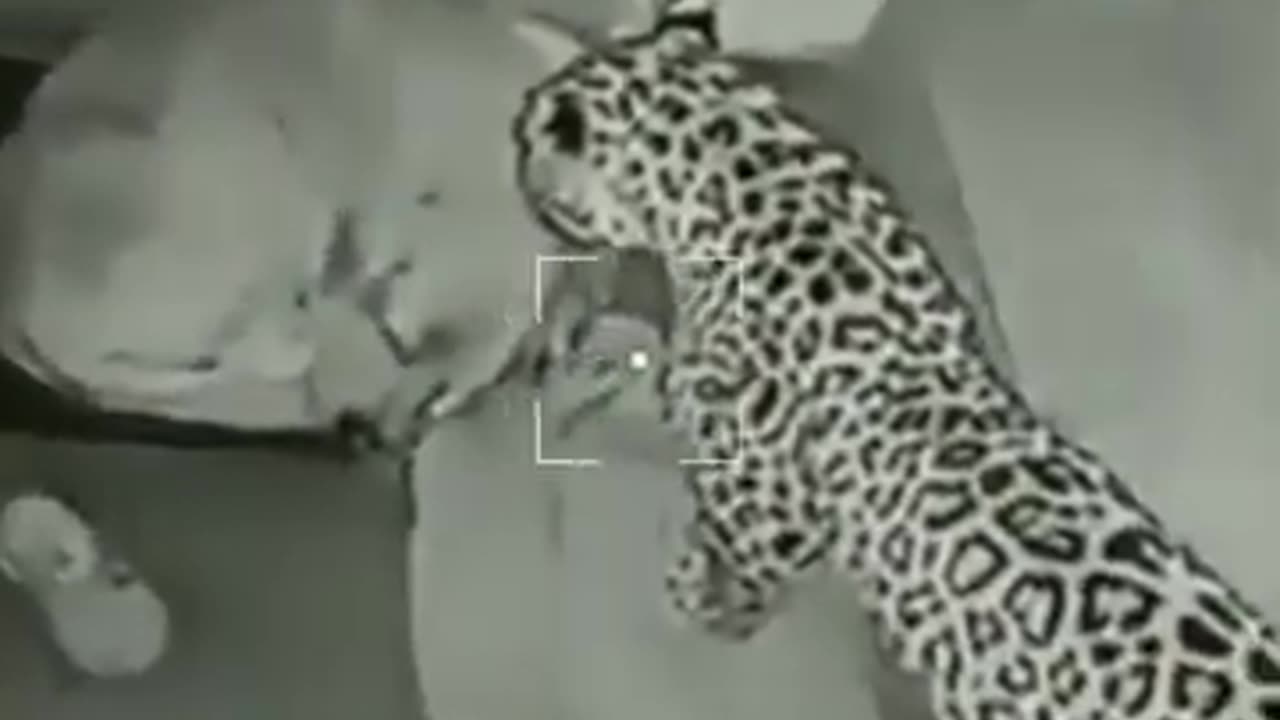 Shocking footage leopard attack on dog full video in description #viralvideo #shrots
