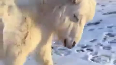 Happiest Horse