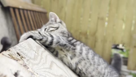 This is the real KITTY CITY!