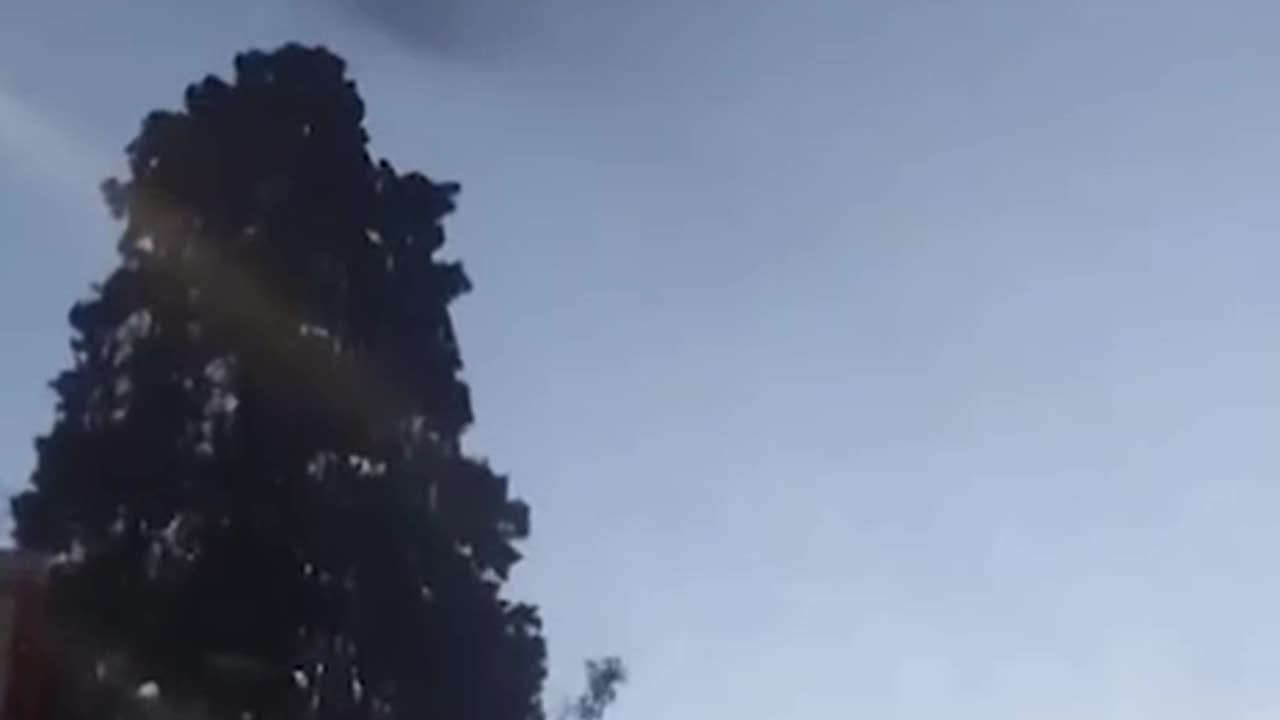 Mosquitos Amba después que lanzaron la supuesta vacuna contra el dengue...🤔