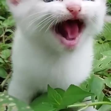 "Meow-velous melody"