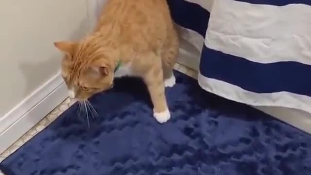 Wow 😯 a cat has skills