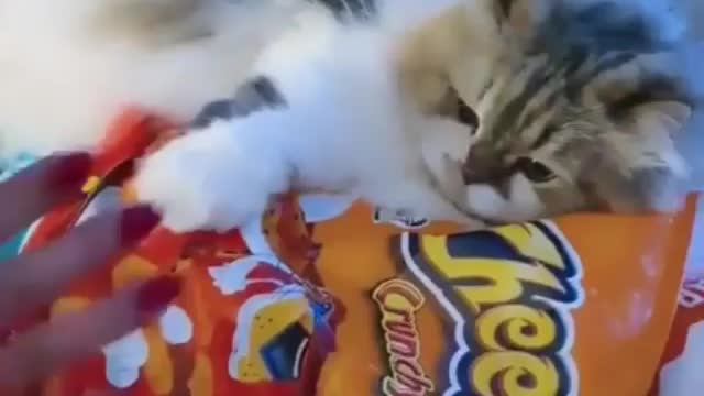 Do not touch my Wafers