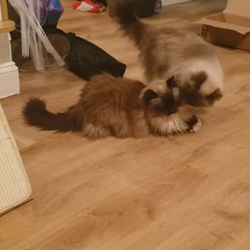RAGDOLL CATS