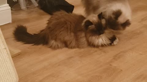 RAGDOLL CATS