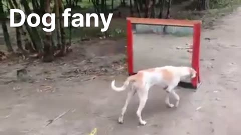 Dog fany video