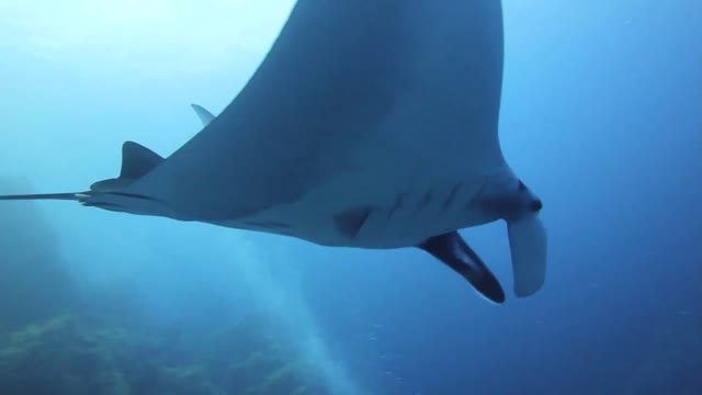 stingray swimming in open water