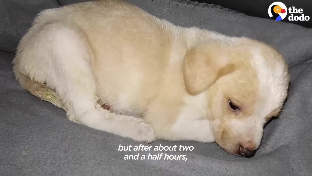 Puppy Found With Garbage Wouldn't Stop Shaking | Moiz mehar