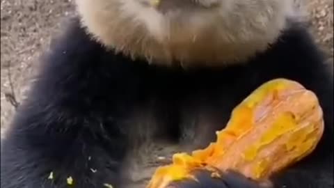 A cute panda eating food looking at the camera!