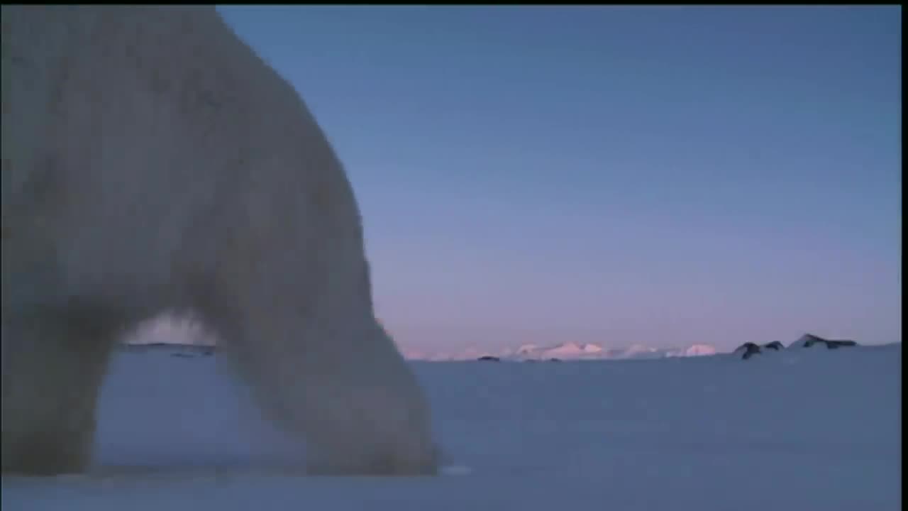 hungry polar