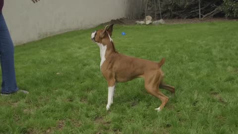 ALL ABOUT LIVING WITH BOXER DOGS