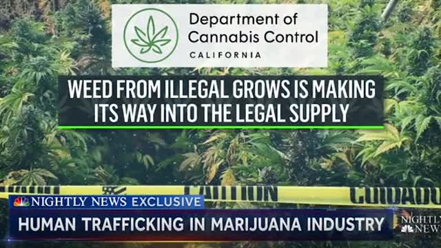 NIGHTLY NEWS EXCLUSIVEHUMAN TRAFFICKING IN MARIJUANA INDUSTRY"Search warrant!"