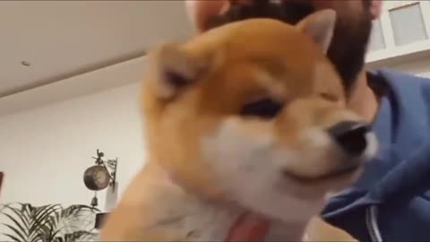 smart shiba inu