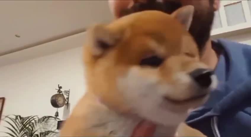 smart shiba inu