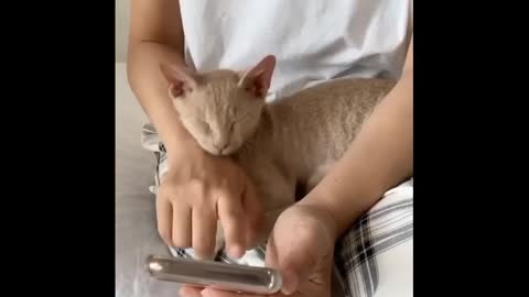 Funny cats video