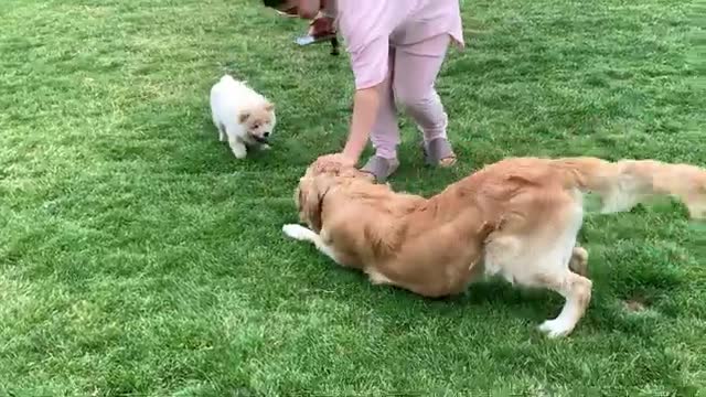 Golden Retriever Meets Chow Chow Puppies for the First Time
