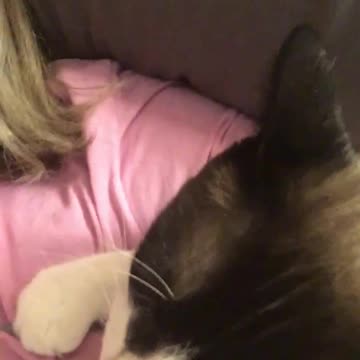 Cat purring and being lazy