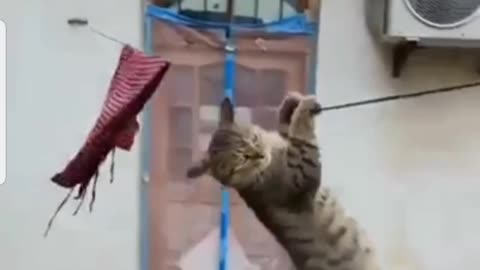 Funny noti cat enjoying swing on roap