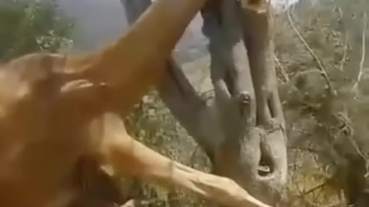 VIRAL VIDEOS!!! WATCH IT!!!