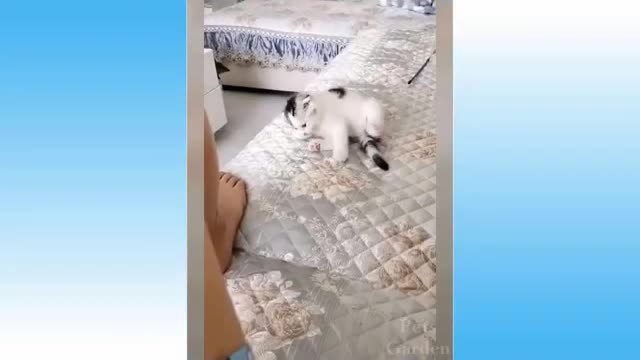 Cute Pets And Funny Animals Compilation Part